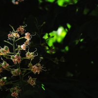 Каштаны танцуют на ветру :: Юрий Гайворонскiий