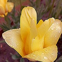 С КАПЕЛЬКАМИ ДОЖДЯ :: Елена Семигина С КАПЕЛЬКАМИ ДОЖДЯ :: Елена Семигина