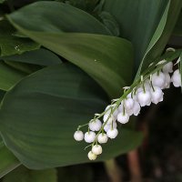 Ландыши, ландыши. светлого мая привеет... :: Светлана 