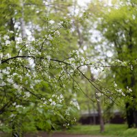 Ветви яблони весной :: Александр Синдерёв