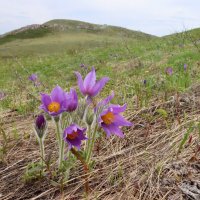 Цветущая степь :: Галина Ильясова