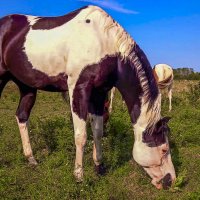 Американский пейнтхорс :: Aleksey Afonin Американский пейнтхорс :: Aleksey Afonin