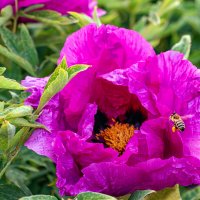 Раз пчела в теплый день весной... :: Юрий Яловенко