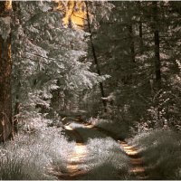 Лесная дорога ( инфракрасная фотография ) :: Валентин Котляров