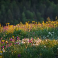 * :: Александр Иванов