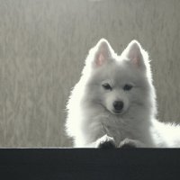 Друг :: Елена Минина