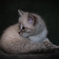 ПОРТРЕТ НЕЗНАКОМКИ ) :: Володька Завитушкин ПОРТРЕТ НЕЗНАКОМКИ ) :: Володька Завитушкин