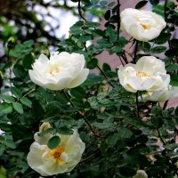 Москва, начало фенологического лета. :: Александр Чеботарь