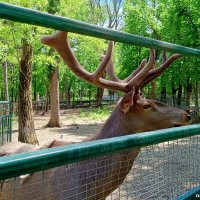 В ростовском зоопарке :: Нина Бутко В ростовском зоопарке :: Нина Бутко