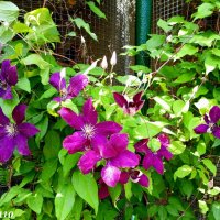 Кустарниковая лиана клематис (ломонос) фиолетовый... :: Нина Бутко Кустарниковая лиана клематис (ломонос) фиолетовый... :: Нина Бутко