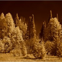 Сказочный лес (инфракрасная фотография) :: Валентин Котляров
