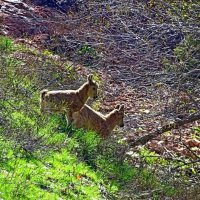 ПО ГОРАМ. :: Виктор Осипчук