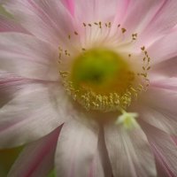 Кактус расцвел. :: Оля Богданович