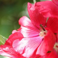 Пчелка. :: Оля Богданович