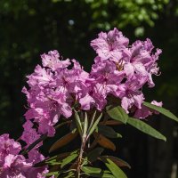 Рододендрон понтийский :: Сергей Фомичев