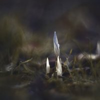 Осеннее таинство. :: Анатолий Щербак