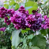 Сирень :: Veera V Сирень :: Veera V