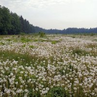 Пора белых одуванчиков :: Валерий Иванович