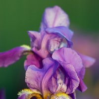 на закате :: Виталий Емельянов
