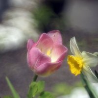 тюльпан :: Ольга Cоломатина тюльпан :: Ольга Cоломатина