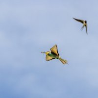 золотистые щурки :: юрий макаров