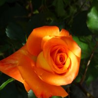 Оранжевая роза  Флорибунда :: Валентин Семчишин