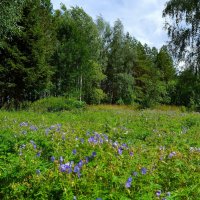 Чебоксары. Лесная герань цветёт в Ботаническом саду. :: Пётр Чернега Чебоксары. Лесная герань цветёт в Ботаническом саду. :: Пётр Чернега