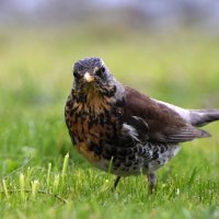 Москва. Парк Царицыно. :: Наташа *****