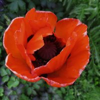 май :: Елена Шаламова