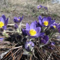 прекрасная сон-трава :: Елена Шаламова