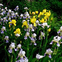 Ирисы идут :: Елена Семигина Ирисы идут :: Елена Семигина