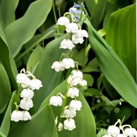 Майские ландыши :: Ольга Довженко