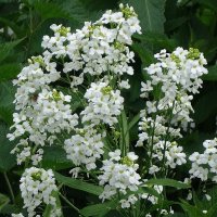 Цветет хрен :: Рита Симонова