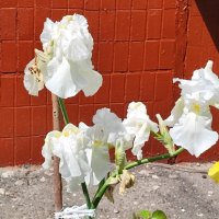 ,,, :: Сергей Тимоновский