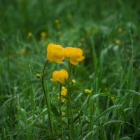 Удмуртия - ЦВЕТОК ЗОЛОТОЙ ИТАЛМАС :: Владимир Максимов