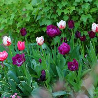 Майские тюльпаны - такие разные :: Светлана 