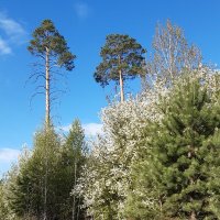 Весна идёт, весне дорогу! :: Галина Минчук