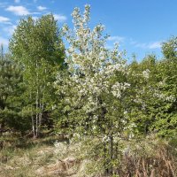 Весна идёт, весне дорогу! :: Галина Минчук