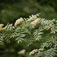 Ветка рябины в бутонах :: Александр Синдерёв