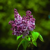 Сирень :: Владимир Кроливец