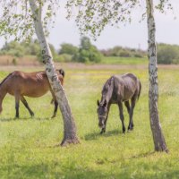 Пасутся неспеша :: sorovey Sol Пасутся неспеша :: sorovey Sol