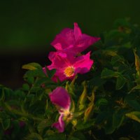 Шиповник :: Эдуард Куклин Шиповник :: Эдуард Куклин