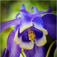 Водосбор обыкновенный... :: Алексей Мезенцев