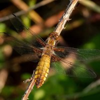 Стрекоза плоская... :: Николай Гирш Стрекоза плоская... :: Николай Гирш