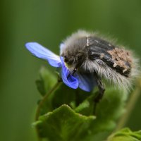 Бронзовка мохнатая :: Надежда Куркина 