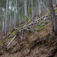 На буреломе :: Юрий Яловенко