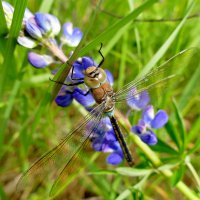 из вчерашней съемки  2 :: Александр Прокудин