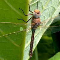 из вчерашней съемки  5 :: Александр Прокудин