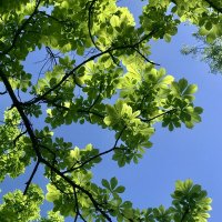 Каштановая ветвь :: Любовь Каштановая ветвь :: Любовь