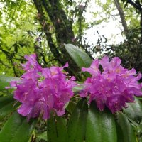 РОДОДЕНДРОН :: Tata Wolf